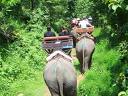 Chiang Mai Tours - Elephants Camp