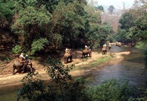 Thailand Regions - Chiang Mai Elephants